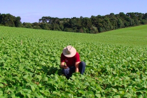 Profissionais de Ciências Agrárias são homenageados nesta sexta-feira na AL