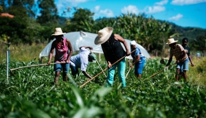 Deputado propõe criação de Programa de Incentivo à Agricultura Familiar