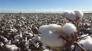 Comissões promovem debate sobre a revitalização da cotonicultura no CE