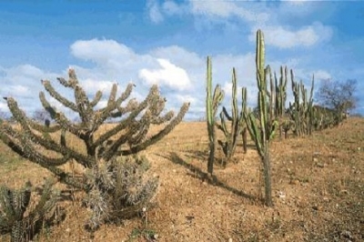 Deputados defendem ações para preservação da caatinga