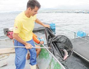 No Vale do Jaguaribe, o parque de aquicultura, com destaque para o Açude Castanhão, oferece oportunidade de emprego e renda para moradores