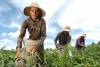 Audiência debate desenvolvimento rural sustentável e solidário 