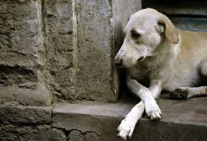 Audiência debate políticas públicas voltadas para animais nesta sexta