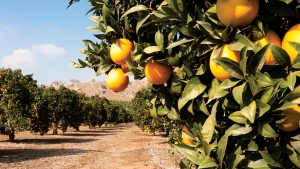 Rota da Fruticultura deve incentivar o desenvolvimento do setor